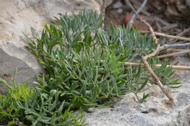 Crithmum maritimum (Apiaceae)